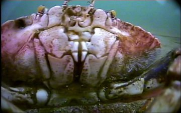 Crab closeup
